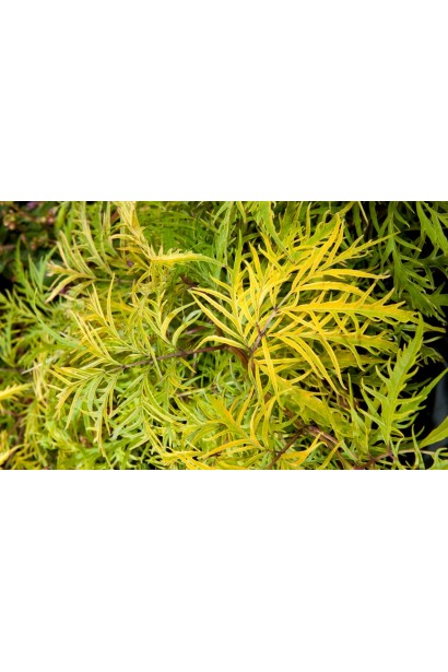 Бузина Плюмоза Ауреа розсічене золотисте листя